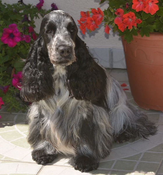 July pink blue du charme aux loups