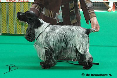 CH. TR. Savannah gala girl du charme aux loups