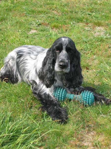 CH. TR. Savannah gala girl du charme aux loups