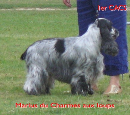 CH. TR. Marius du charme aux loups