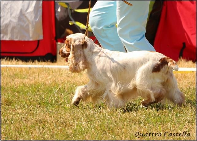 Irish-spirit du charme aux loups