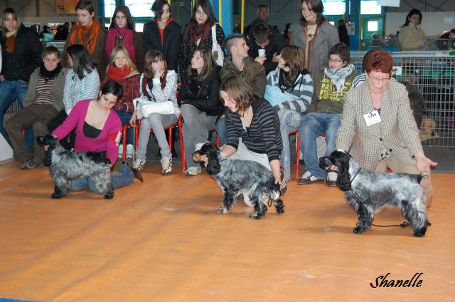 China's  nigth du charme aux loups