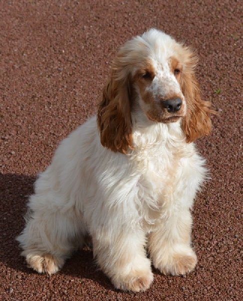 Irish-spirit du charme aux loups