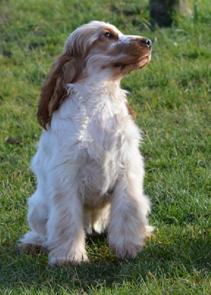 Irish-spirit du charme aux loups