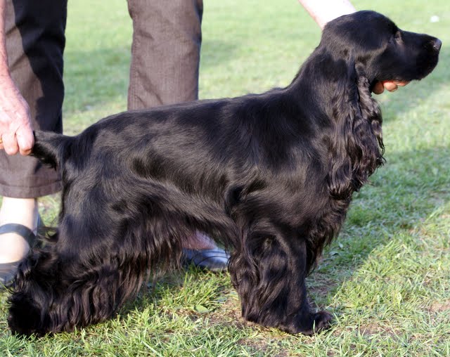 Darling black panther du charme aux loups