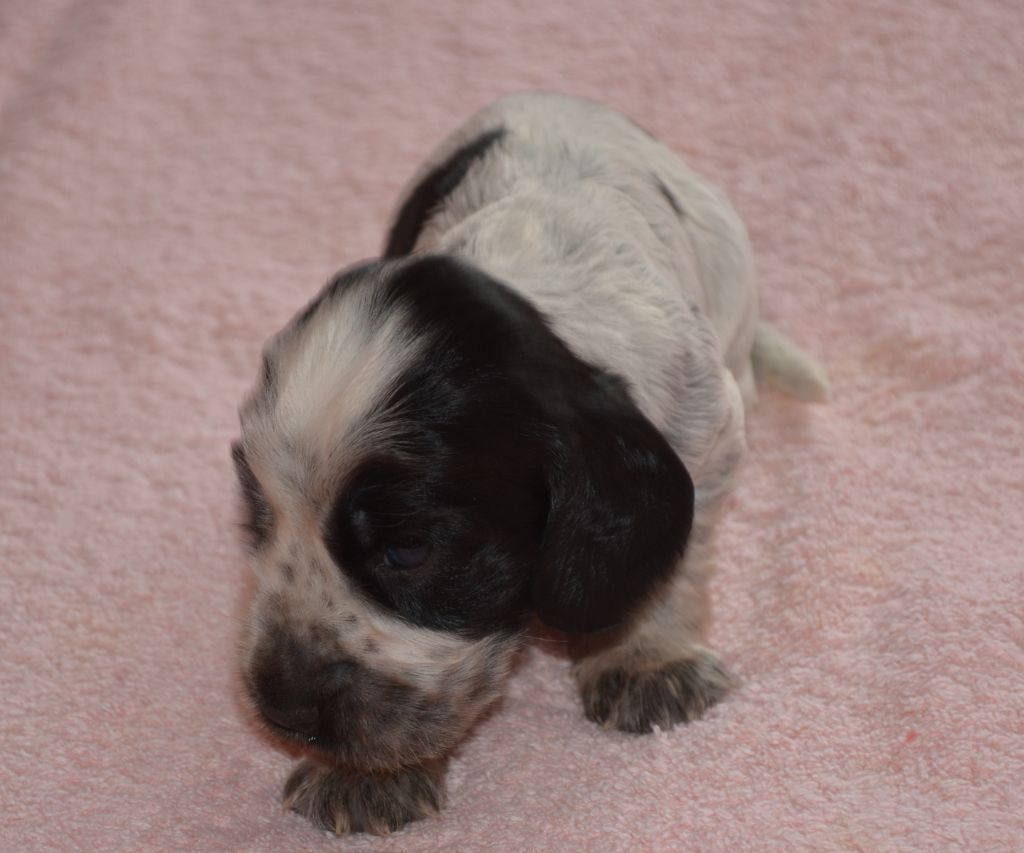 du charme aux loups - Chiots disponibles - Cocker Spaniel Anglais