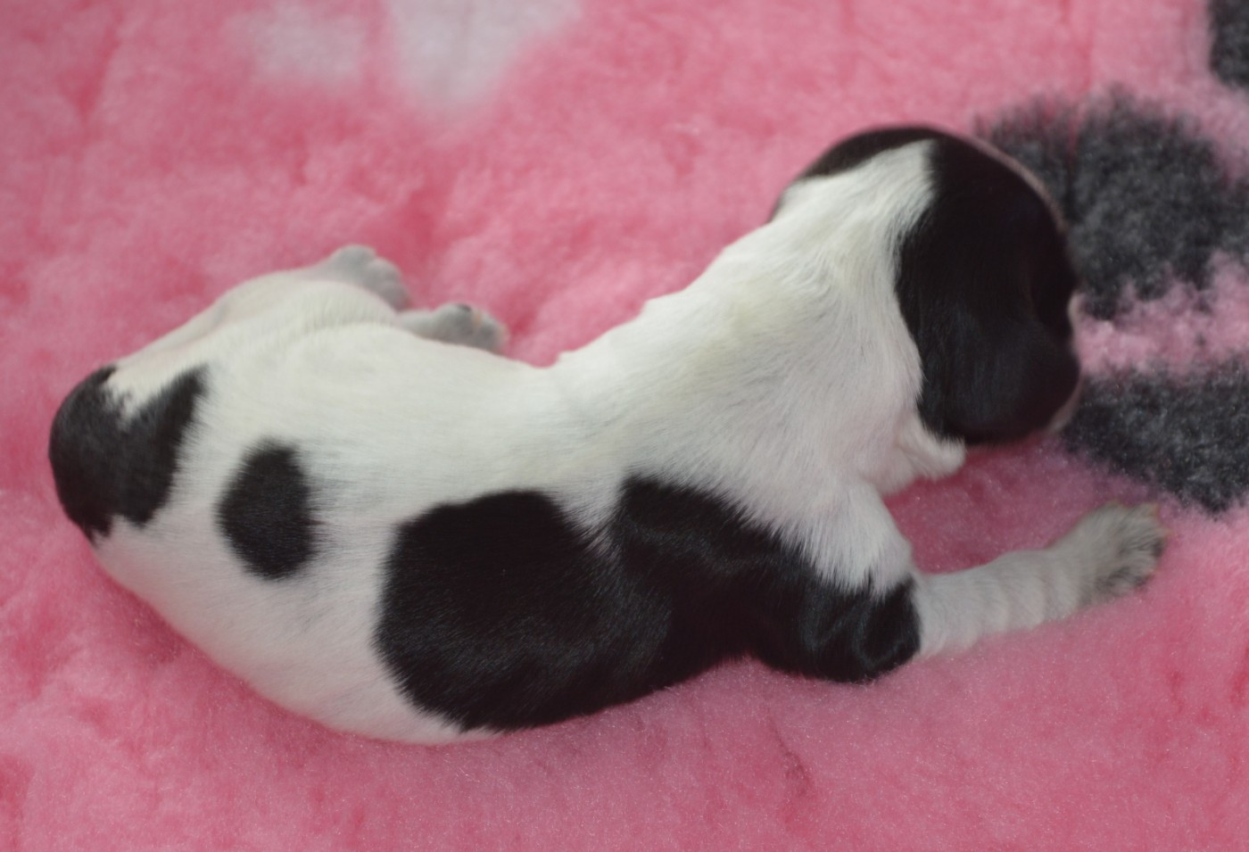 du charme aux loups - Chiots disponibles - Cocker Spaniel Anglais