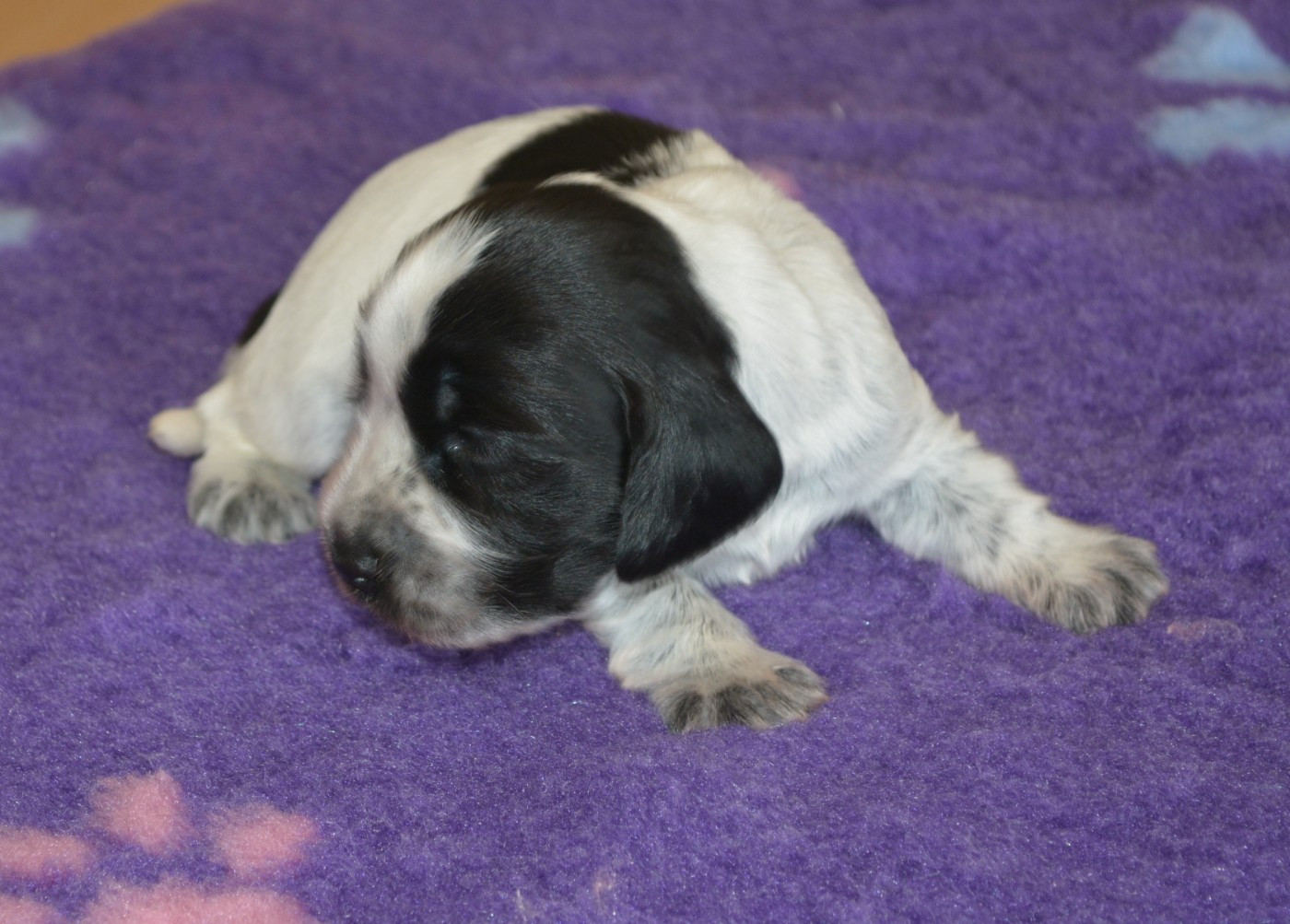 du charme aux loups - Chiots disponibles - Cocker Spaniel Anglais