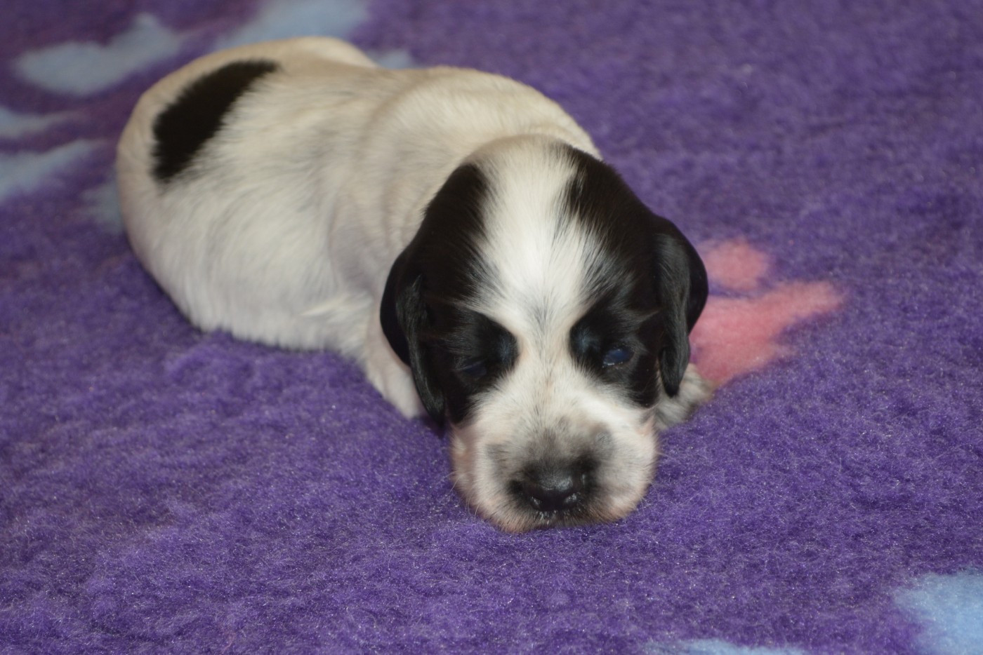 du charme aux loups - Chiots disponibles - Cocker Spaniel Anglais