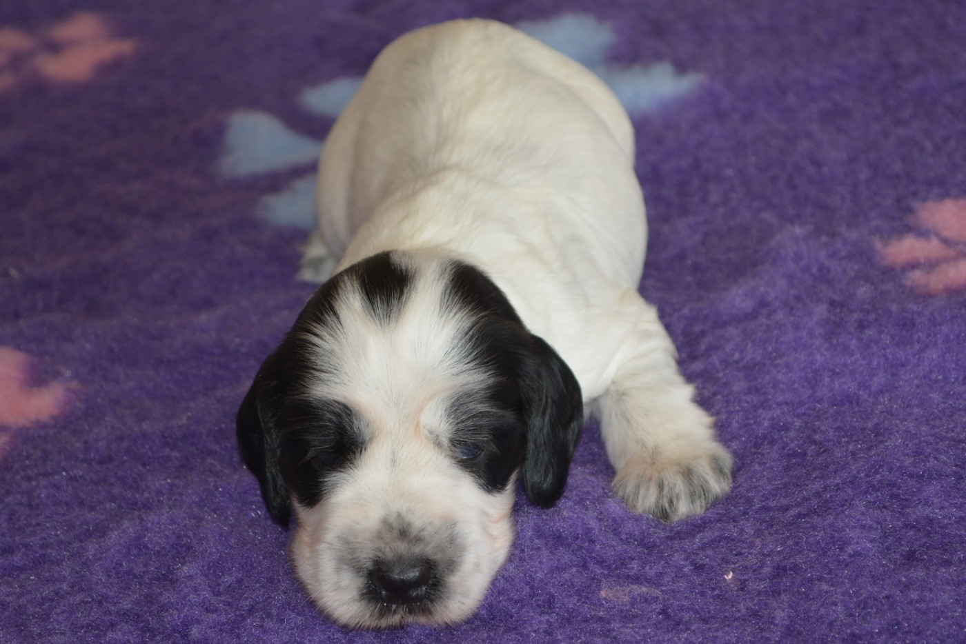 du charme aux loups - Chiots disponibles - Cocker Spaniel Anglais