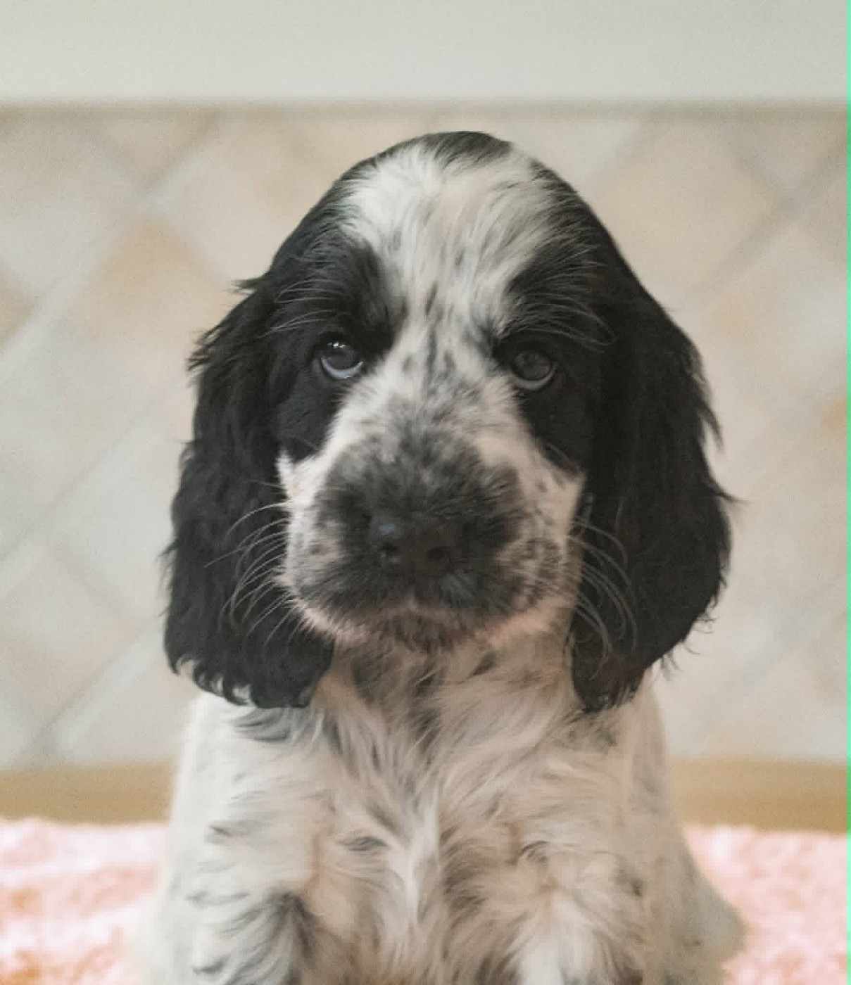 du charme aux loups - Cocker Spaniel Anglais - Portée née le 09/07/2026