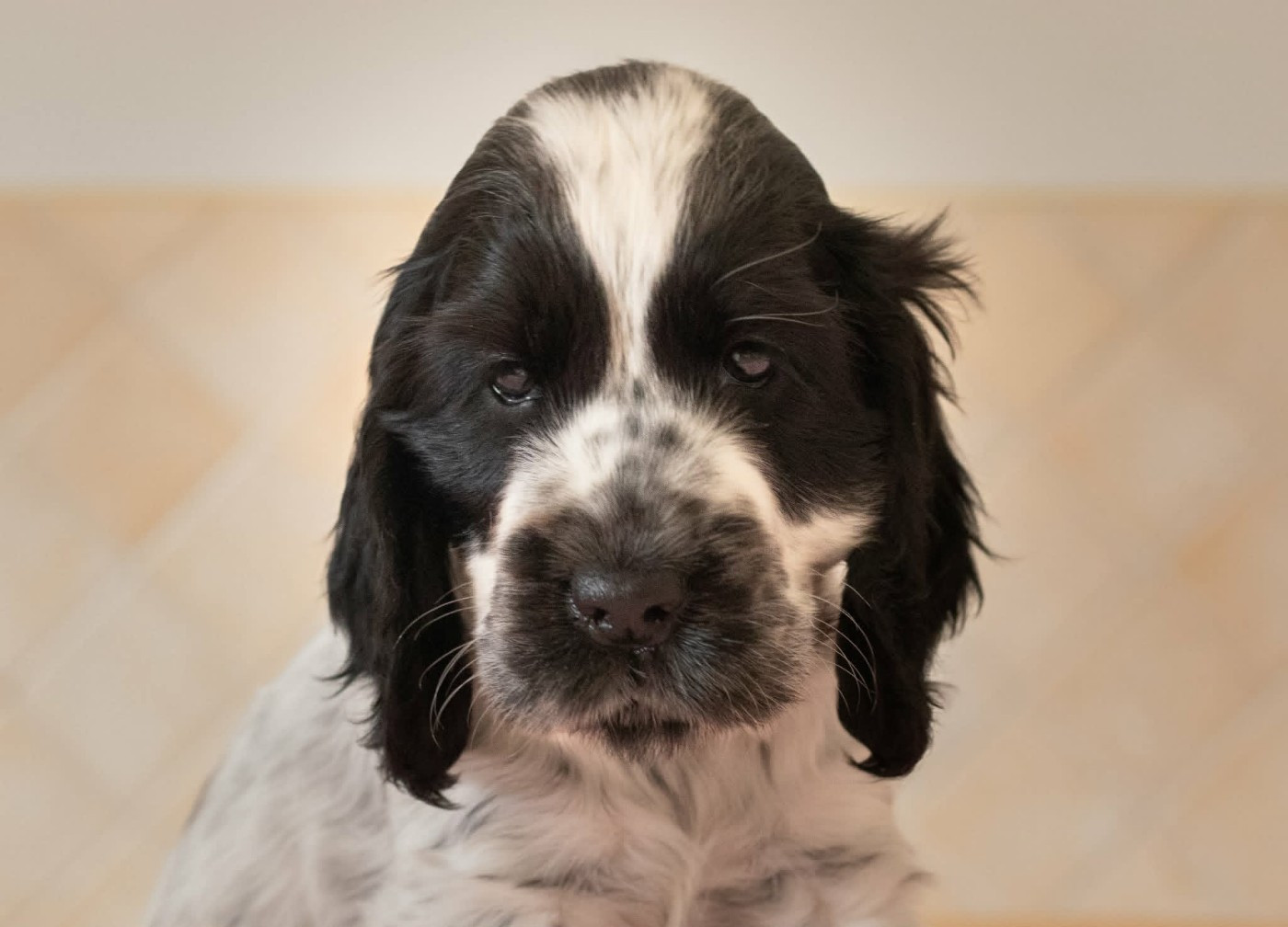 du charme aux loups - Chiots disponibles - Cocker Spaniel Anglais