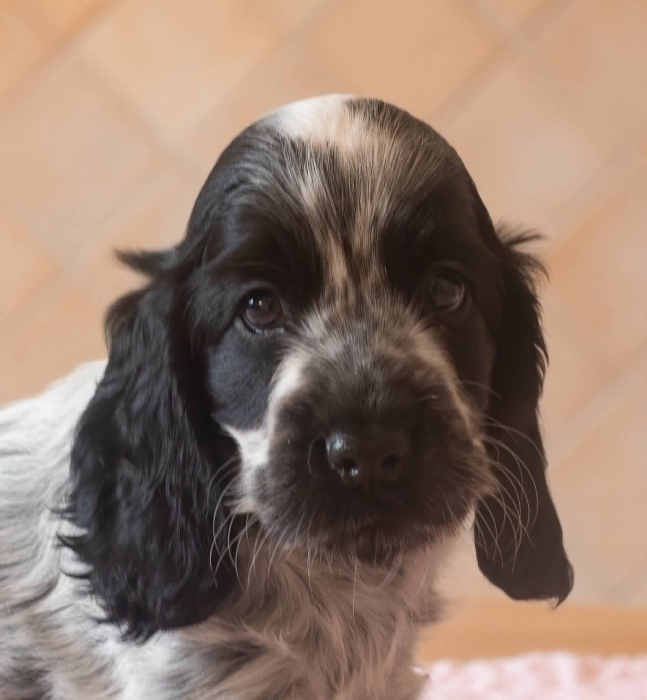 du charme aux loups - Chiots disponibles - Cocker Spaniel Anglais