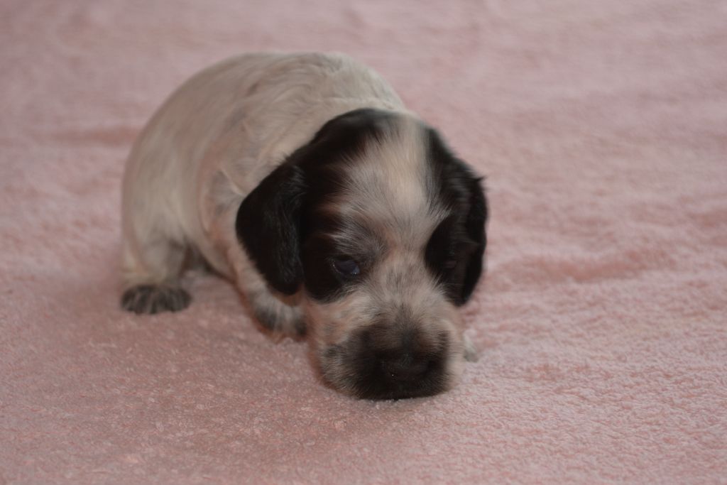 du charme aux loups - Chiots disponibles - Cocker Spaniel Anglais