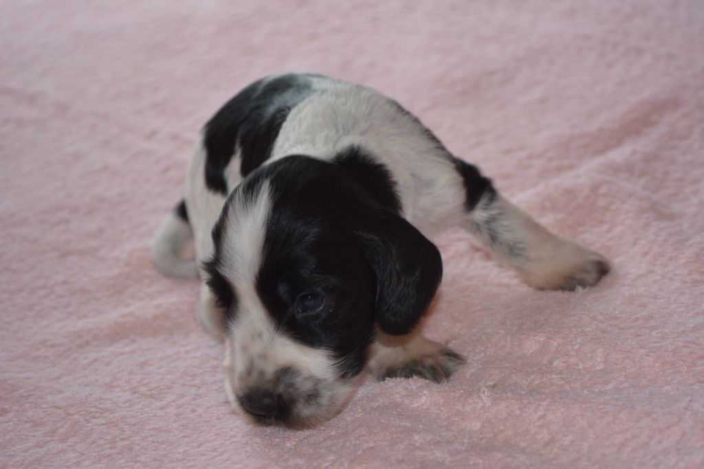 du charme aux loups - Chiots disponibles - Cocker Spaniel Anglais
