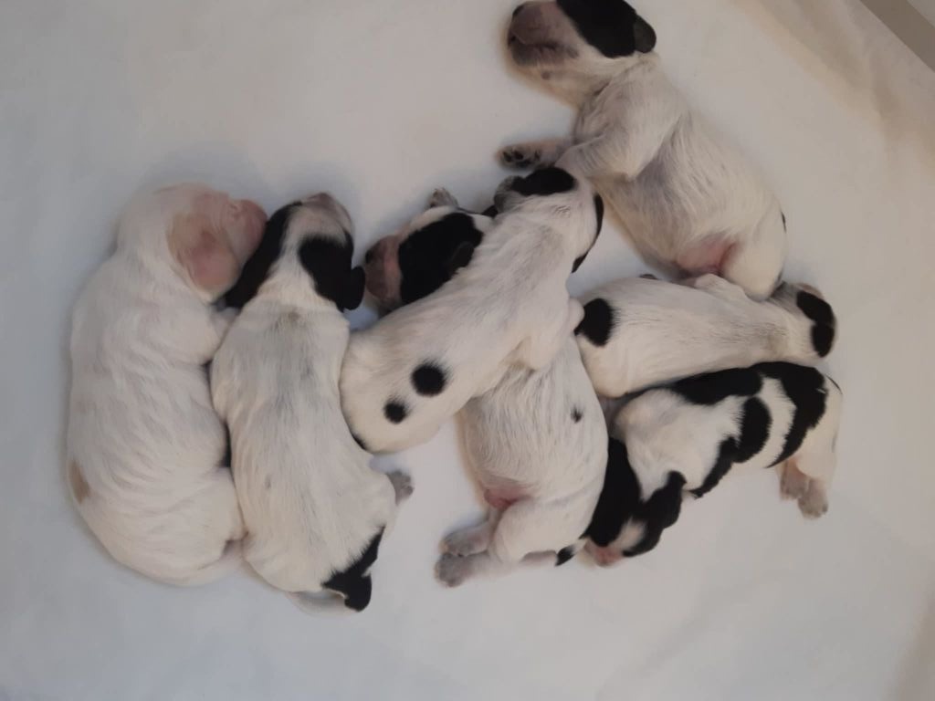 du charme aux loups - Chiots disponibles - Cocker Spaniel Anglais