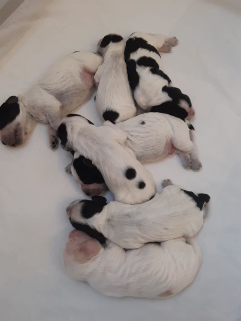 du charme aux loups - Chiots disponibles - Cocker Spaniel Anglais