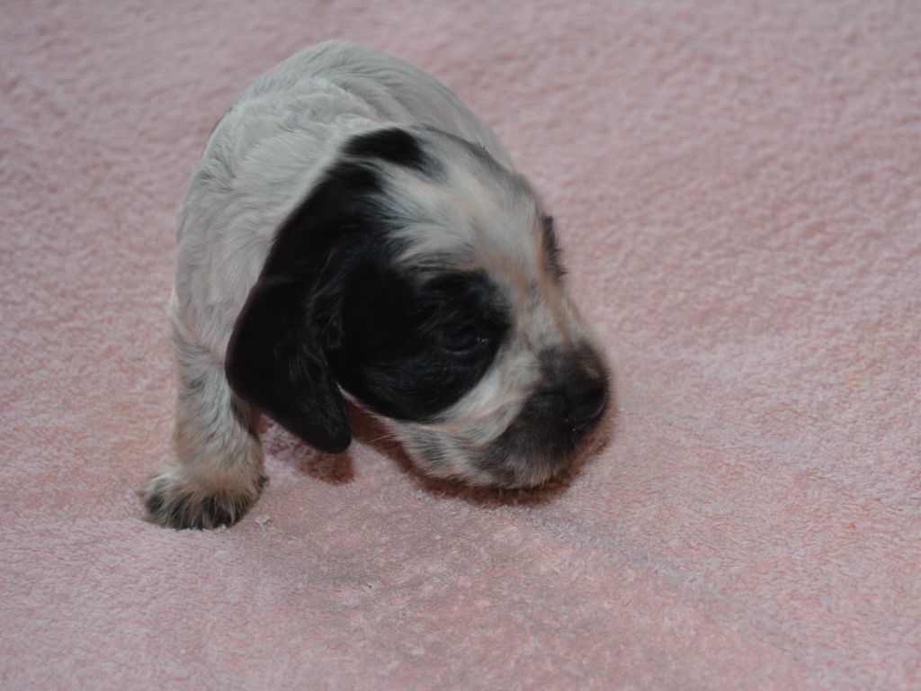 du charme aux loups - Chiots disponibles - Cocker Spaniel Anglais