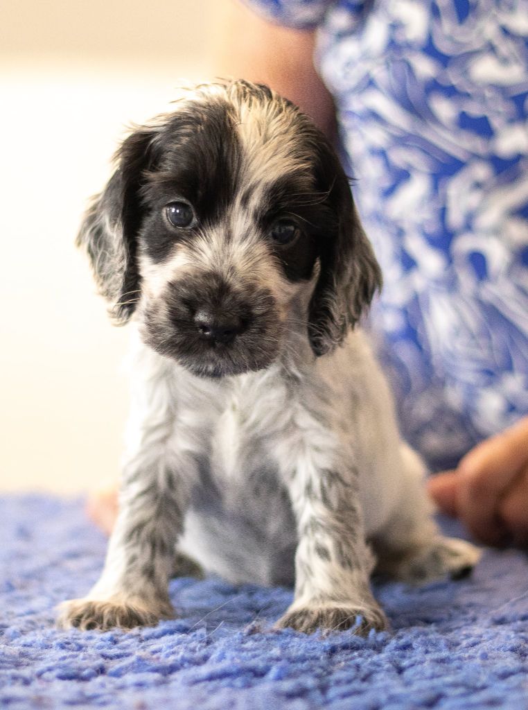du charme aux loups - Chiots disponibles - Cocker Spaniel Anglais