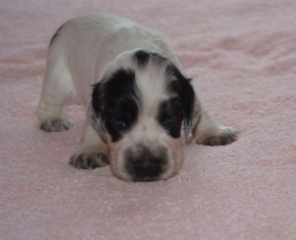 du charme aux loups - Chiots disponibles - Cocker Spaniel Anglais
