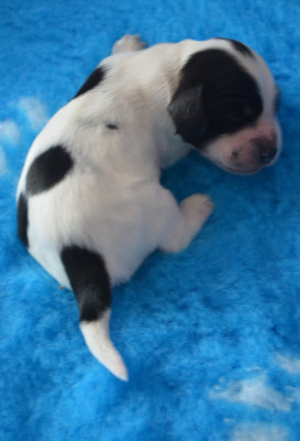 CHIOT 4