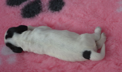 CHIOT 2