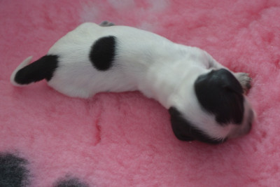 CHIOT 3