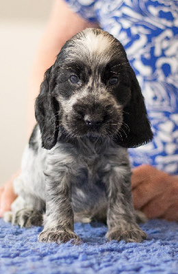 CHIOT