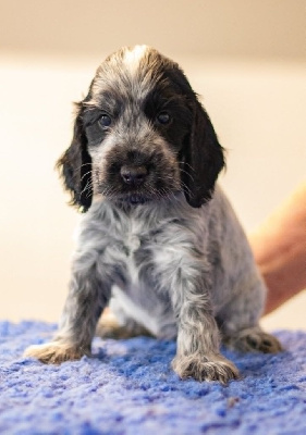 CHIOT