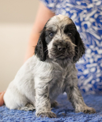CHIOT
