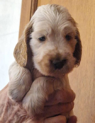 CHIOT